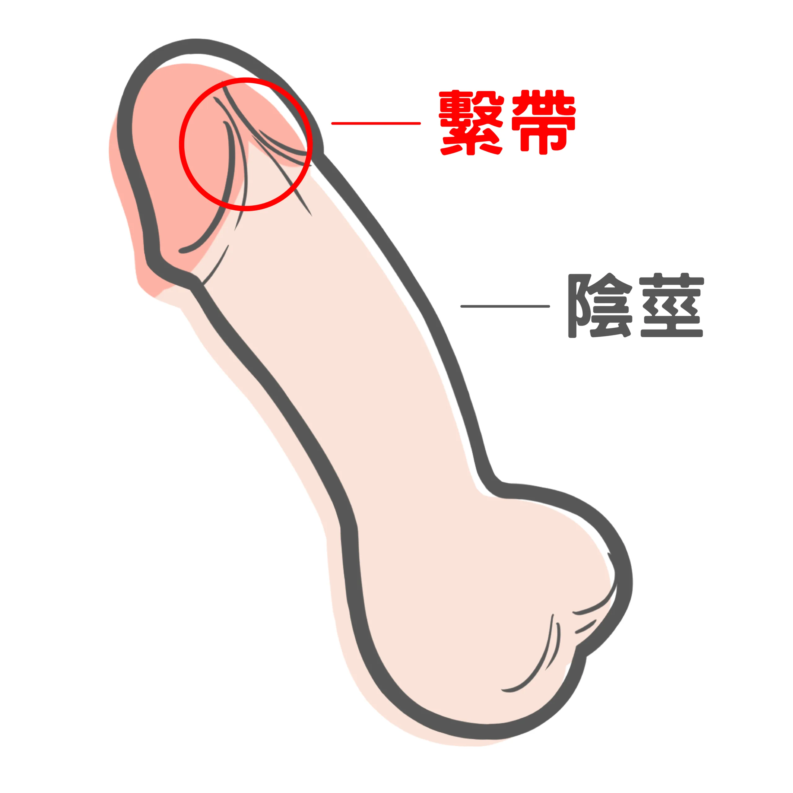 繫帶
